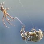 Spiders