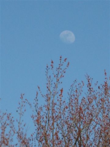 daytime moon