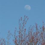 daytime moon