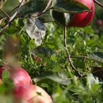 apples (2)