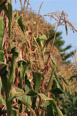 cornstalks