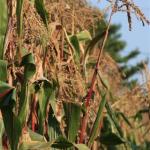 cornstalks