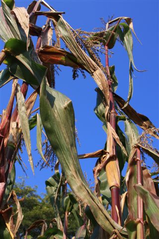 cornstalks (1)