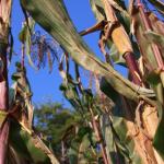 cornstalks (2)