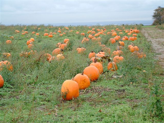pumpkin (2)
