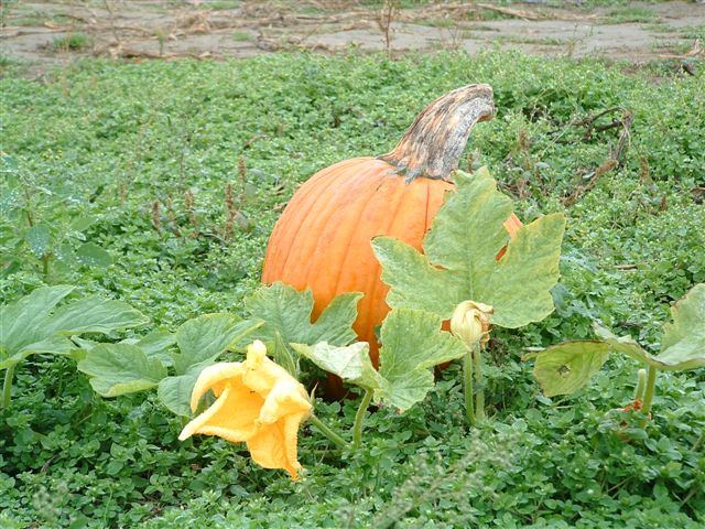 pumpkin (3)