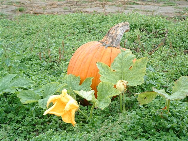 pumpkin (4)