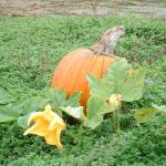 pumpkin (4)