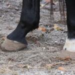 random footwear on the side of the road (7)