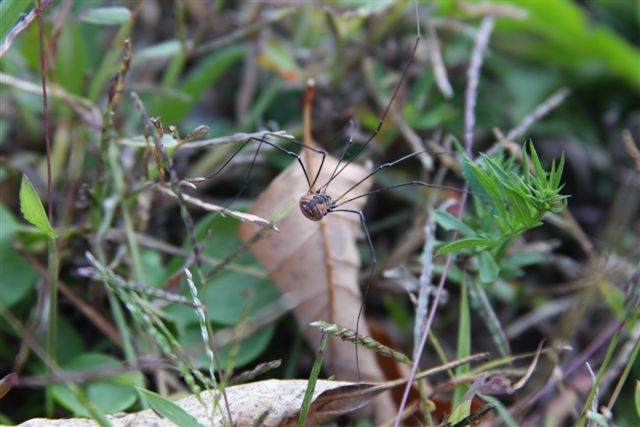 spider (2)