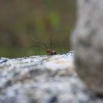 spider (6)