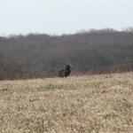 Turkey Vultures in Westport