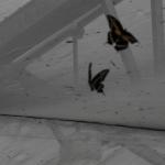 DSCF0038