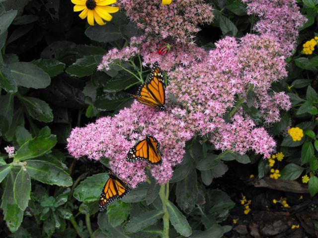 DSCF0057