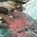 Cruise 2008 911