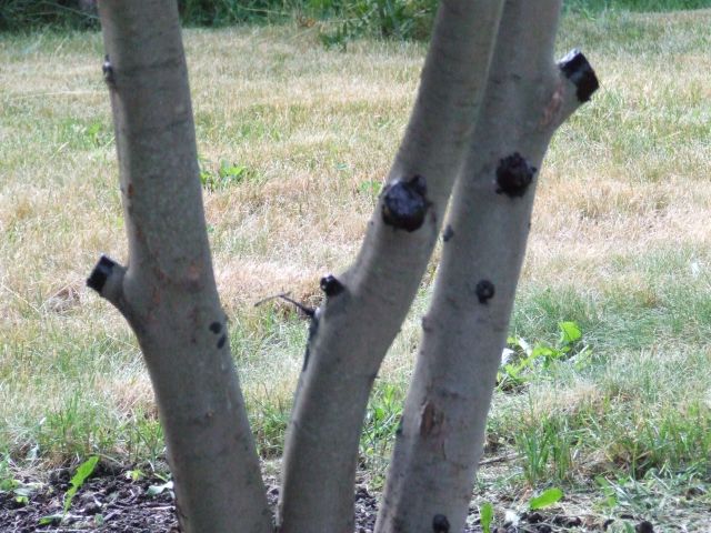 DSCF4890