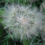 DSCF4908