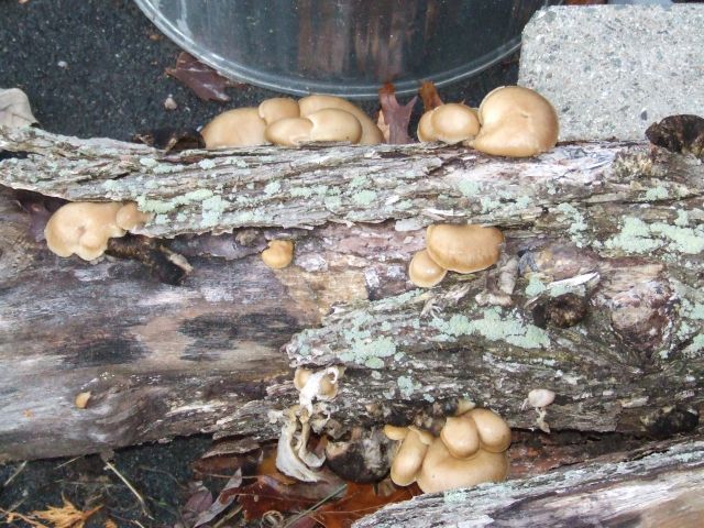 DSCF6039