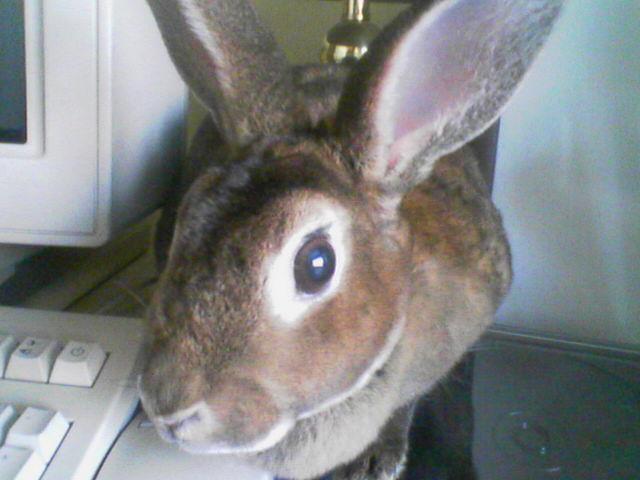 Gomer's bunny