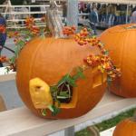 pumpkin fest 055