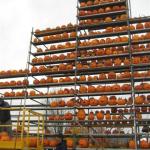 pumpkin fest 072