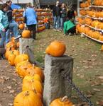 pumpkin fest 096