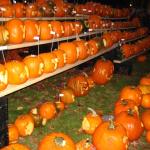 pumpkin fest 165