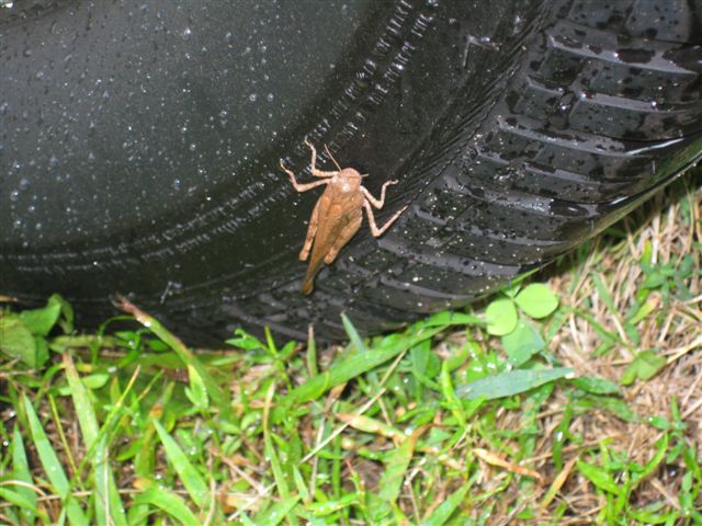 Candid KatyDid