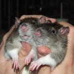 Ratties